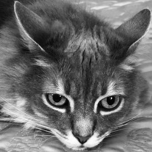 Meet your Posher, Milana